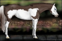 Horse Color:Liver Chestnut Splash Frame 