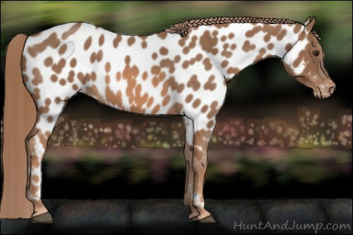 Horse Color: Liver Red Roan Near Leopard 