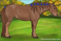 Horse Color:Chestnut Rabicano 