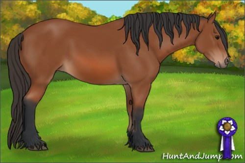 Horse Color: Bay 