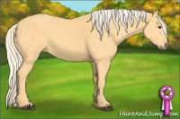Horse Color:Palomino 