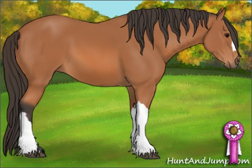 Horse Color: Bay 
