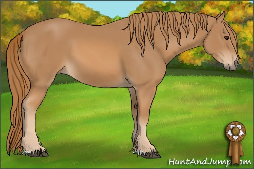 Horse Color: Chestnut 