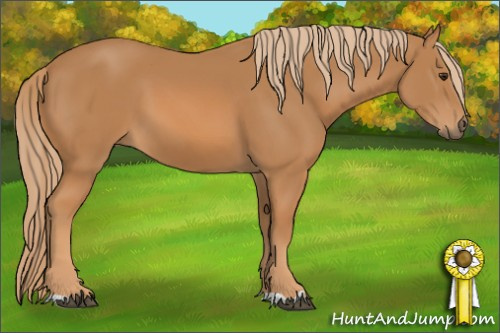 Horse Color: Chestnut 