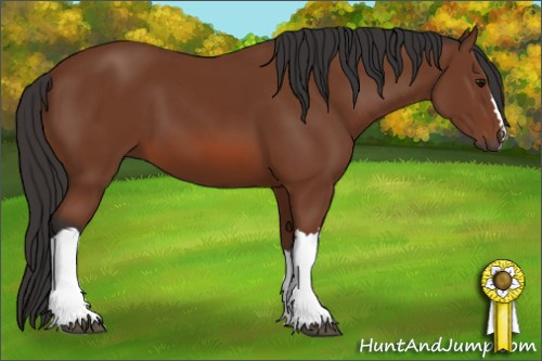 Horse Color: Bay 