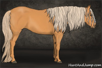 Horse Color:Chocolate Palomino 