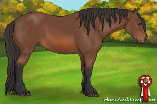 Horse Color: Bay 
