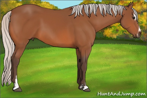 Horse Color: Silver Bay Sabino 
