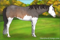 Horse Color:Buckskin Roan Splash 