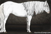 Horse Color:Palomino Near Fewspot 