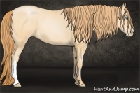 Horse Color:Buckskin Pearl 