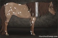 Horse Color:White Spotted Liver Red Dun 
