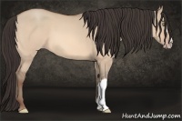 Horse Color:Amber Champagne Dun 