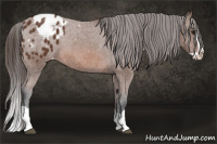 Horse Color:Bay Splash Appaloosa 