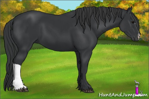 Horse Color: Black 