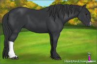 Horse Color:Black 