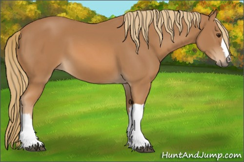 Horse Color: Chestnut 