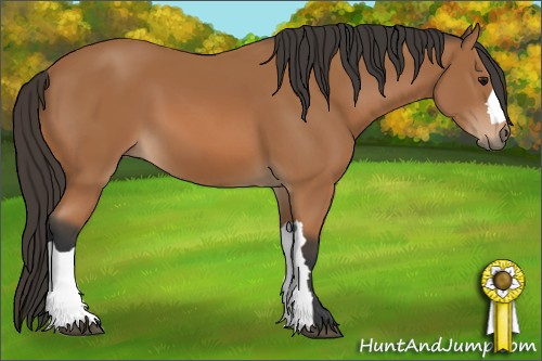Horse Color: Bay 