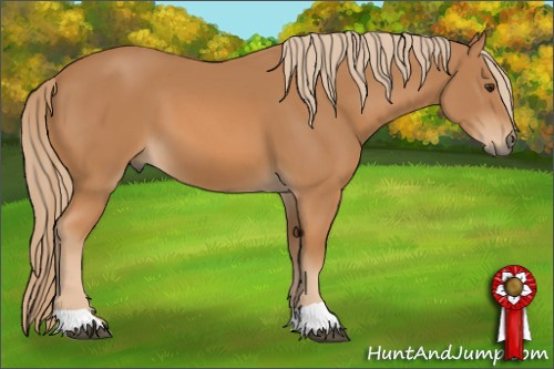 Horse Color: Chestnut 