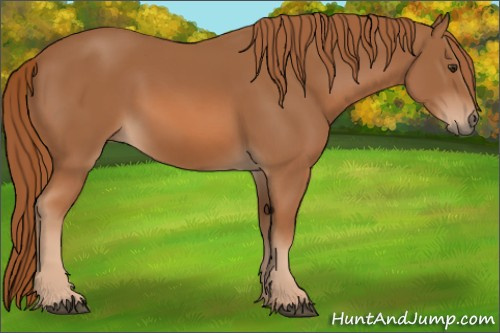 Horse Color: Chestnut 