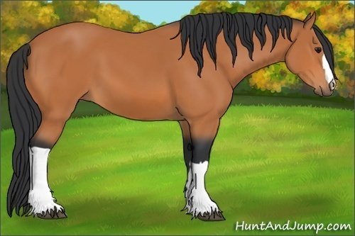 Horse Color: Bay 