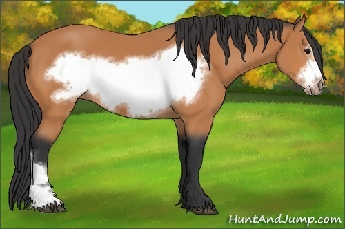 Horse Color: Bay Frame 