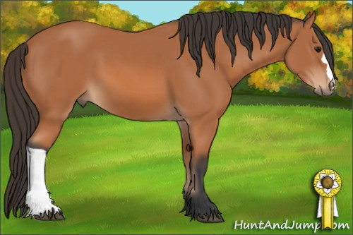 Horse Color: Bay 