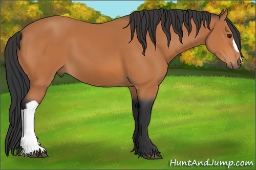 Horse Color: Bay 