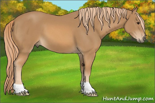 Horse Color: Chestnut 