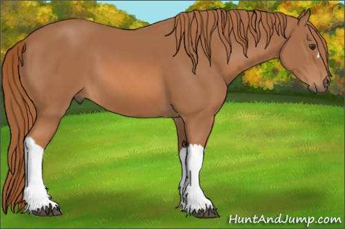Horse Color: Chestnut 