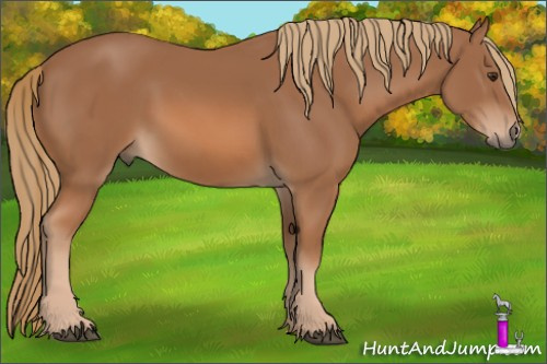 Horse Color: Chestnut 
