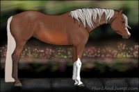 Horse Color:Silver Bay 