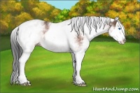 Horse Color:White Spotted Bay Splash 