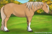 Horse Color:Palomino 