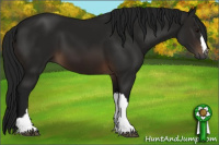 Horse Color:Gray Bay 
