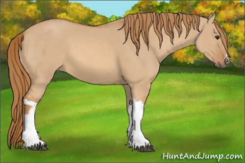 Horse Color: Red Dun 
