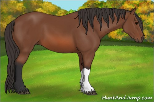 Horse Color: Bay 