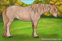 Horse Color:Red Roan 
