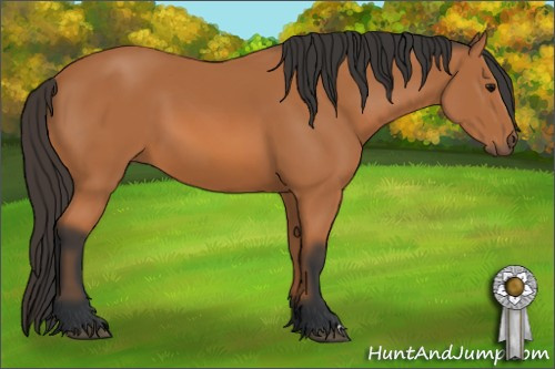 Horse Color: Bay 