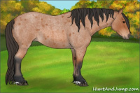 Horse Color:Bay Roan 