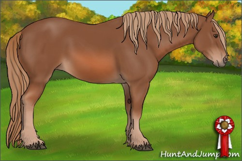Horse Color: Chestnut 