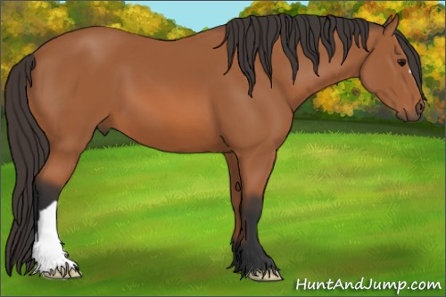 Horse Color: Bay 