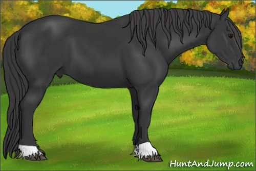 Horse Color: Black 