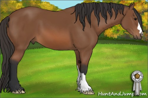 Horse Color: Bay 