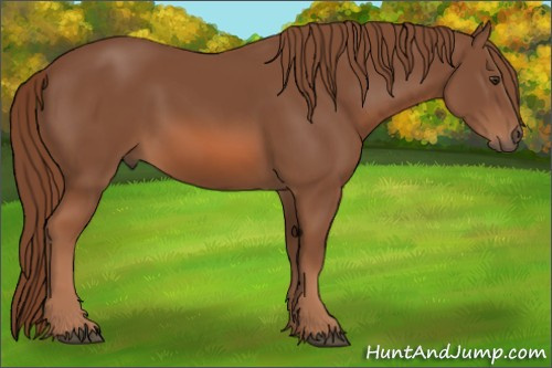 Horse Color: Chestnut 