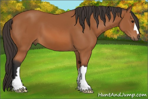 Horse Color: Bay 