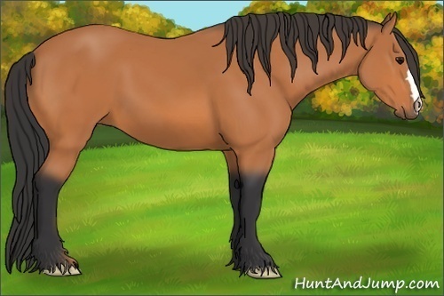 Horse Color: Bay 