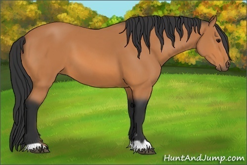 Horse Color: Bay 