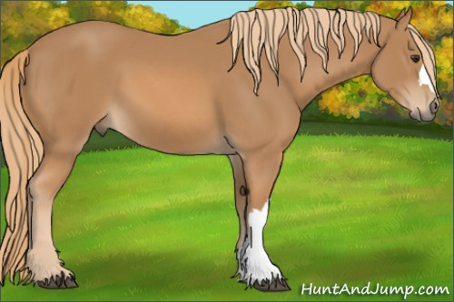 Horse Color: Chestnut 