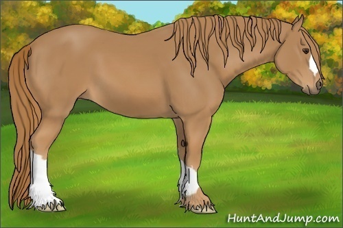 Horse Color: Chestnut 